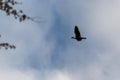 Common cormorant bird looking for prey