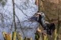 Common cormorant dries the plumage resting on branches