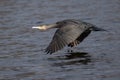 Common Cormorant in flight over Long Water at Home Park