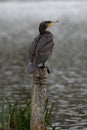 Common Cormorant perched on a wooden post at Bushy Park