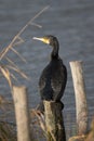 Common Cormorant perched on a wooden post at Home Park