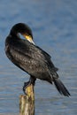 Common cormorant preening feathers whilst perched on a wooden post at Home Park