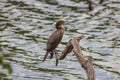 Common cormorant sits on a snag in the center of the lake
