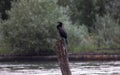 The common cormorant, a sort of crow of the seas, is a large-sized bird, with a dark head, neck and body and a robust hook-shaped