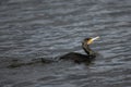 Common Cormorant swinning in the Long Water at Home Park