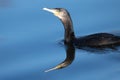 Common Cormorant swinning in the Long Water at Home Park