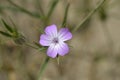 Common corn cockle Royalty Free Stock Photo