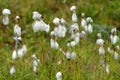 Common Cotton Grass - Eriophorum angustifolium Royalty Free Stock Photo