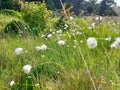 Common cotton-grass