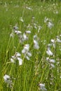 Common Cottongrass Royalty Free Stock Photo