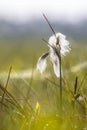 Common cottongrass close up Royalty Free Stock Photo