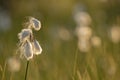 Common cottongrass Eriophorum angustifolium growing in wetland Royalty Free Stock Photo