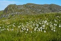 Common cottongrass