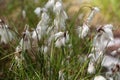 Common Cottongrass