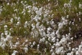 Common Cottongrass Royalty Free Stock Photo