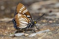 The Common Courtesan butterfly Royalty Free Stock Photo