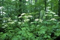 Common Cow-parsnip  49752 Royalty Free Stock Photo