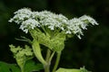 Common Cow Parsnip - Heracleum maximum Royalty Free Stock Photo