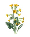 Common cowslip or pimrose flower. primula veris the cowslip, cowslip pimrose. Antique hand drawn flowers illustration. Vintage