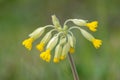 Common cowslip primula veris Royalty Free Stock Photo