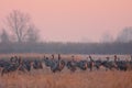 Common crane Royalty Free Stock Photo