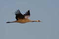 Common crane Royalty Free Stock Photo