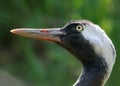 Common crane Royalty Free Stock Photo