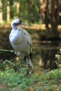 Common crane