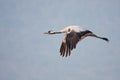 Common crane Royalty Free Stock Photo