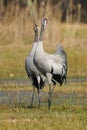 Common crane