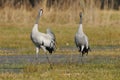 Common crane