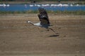 Common Crane bird taking off Royalty Free Stock Photo