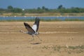 Common crane bird taking off in the wetlands of little rann of kutch