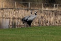 Common crane birds(Grus grus), couple standing by the lake Royalty Free Stock Photo