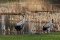 Common crane birds(Grus grus), couple standing at the pond Royalty Free Stock Photo