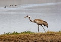 Common crane in Birds Natural Habitats, Hula Valley in Israel