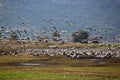 Common crane in Birds Natural Habitats, Hula Valley in Israel