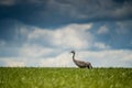 Common crane and blue sky background Royalty Free Stock Photo