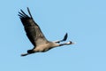 Common crane on the west coast in Sweden Royalty Free Stock Photo