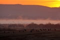 Common Crane colony, Grus grus, big bird in the nature habitat, Lake Hornborga, Sweden. Wildlife scene from Europe. Grey crane wit