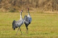 Common crane