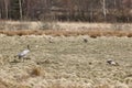 Common crane Royalty Free Stock Photo