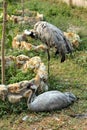 Common crane Royalty Free Stock Photo