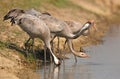 Common Crane family