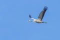 Common Crane in flight blue skies Grus grus migration Royalty Free Stock Photo