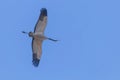 Common Crane in flight blue skies Grus grus migration Royalty Free Stock Photo