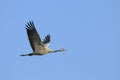 Common crane in flight