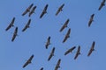 Common Crane flock on migration Royalty Free Stock Photo