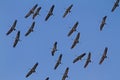 Common Crane flock on migration