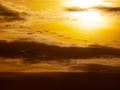 Common Crane flocks, Grus grus at sunset inn HortobÃÂ¡gy National Park, Hungary